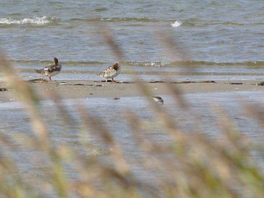 Mittelsägerpärchen auf einer Sandbank