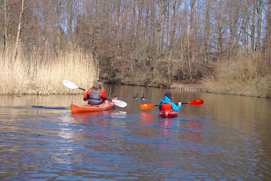 Paddler und Kanadagänse