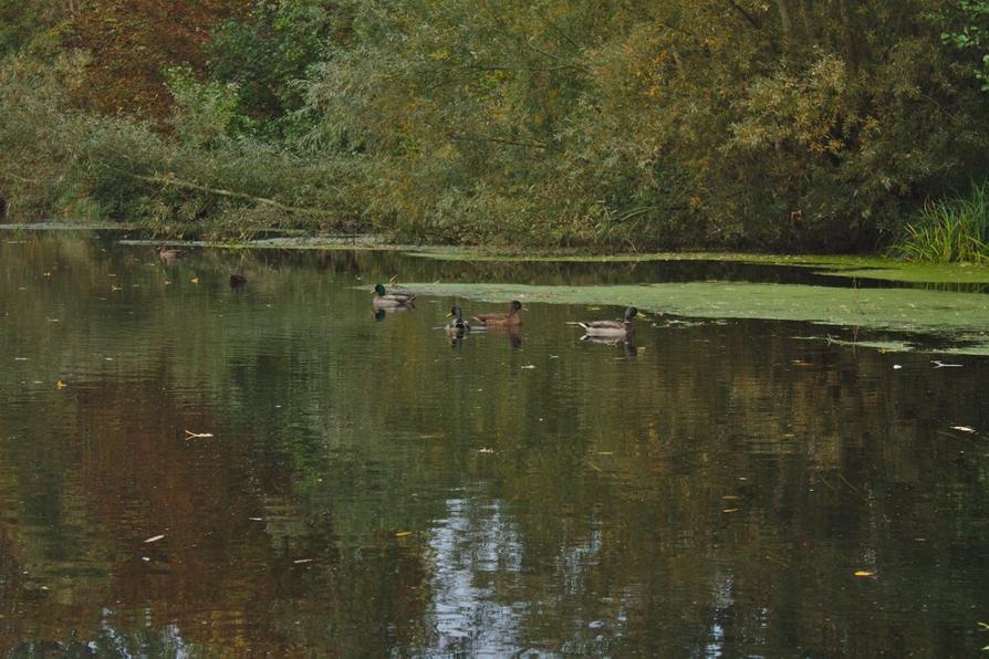 Stockenten auf der Schwentine