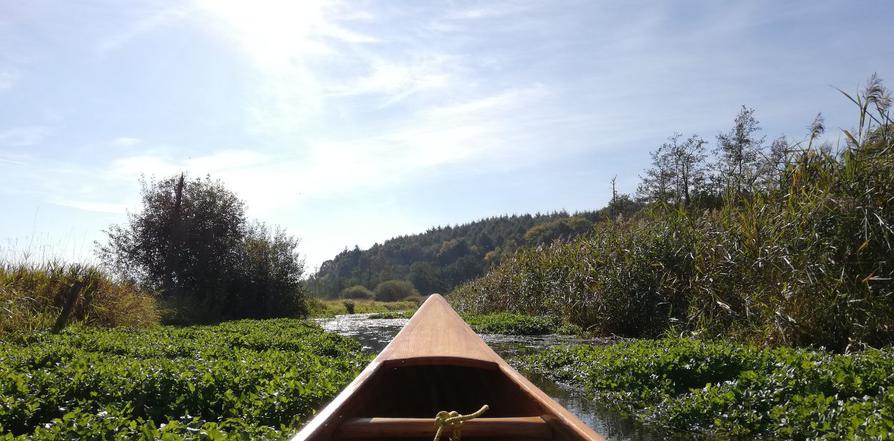 es grünt so grün in der Eider