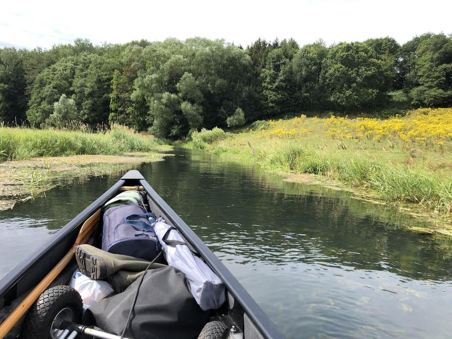 gelbe Wiesen an der Eider