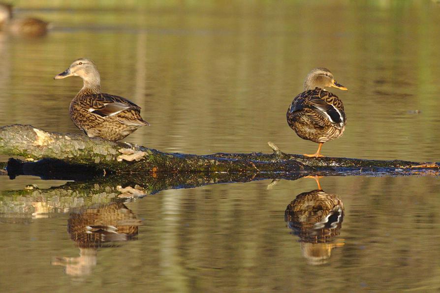 Schnatterenten am Eider-Ring-Kanal