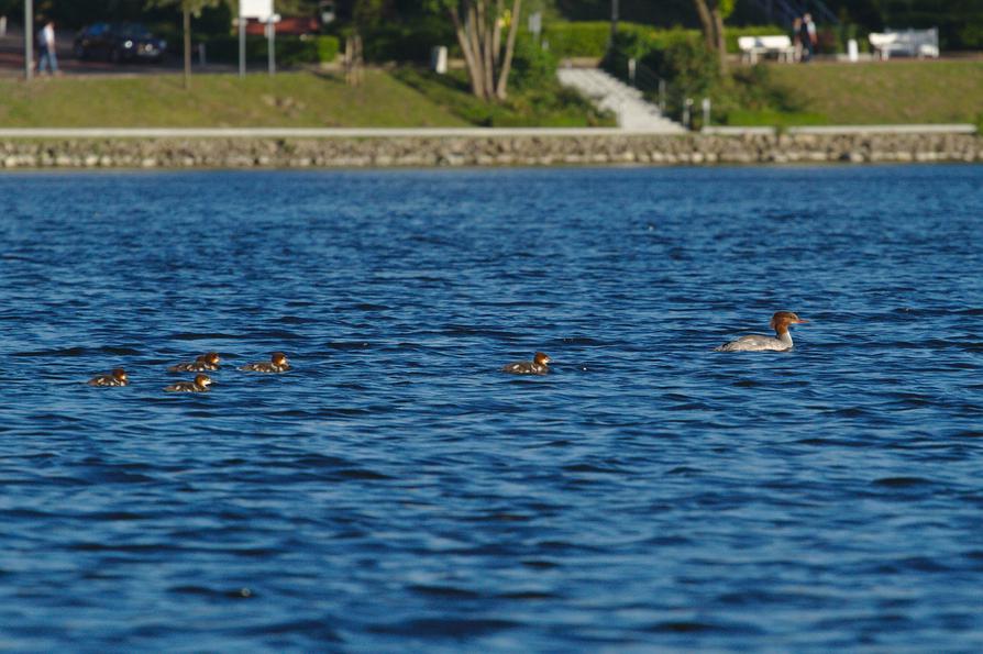 Gänsesäger bei Bad Malente Gänsesäger bei Bad Malente