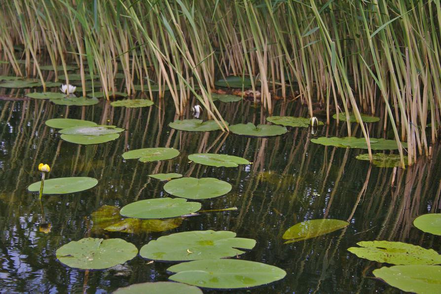 Seerosen und Teichrosen auf der Warnow