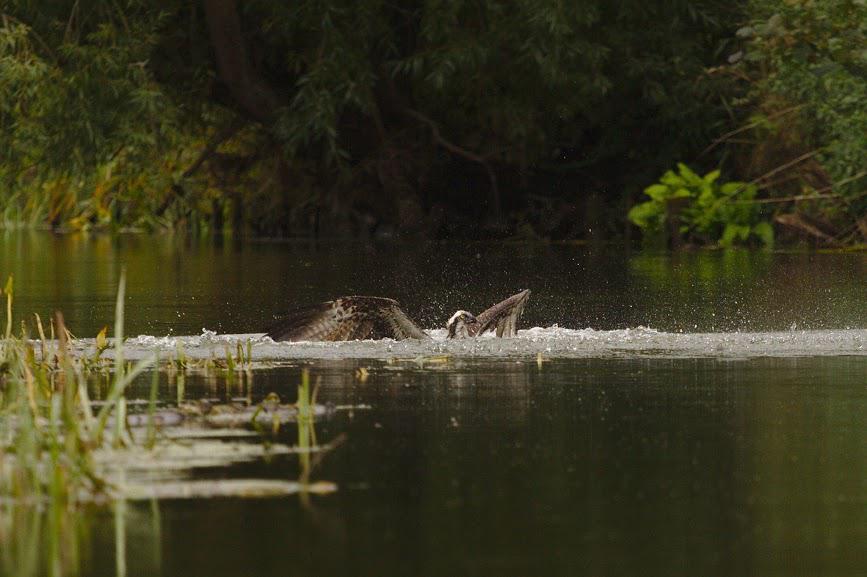 Fischadler bei Barnitz an der Trave Fischadler bei Barnitz an der Trave