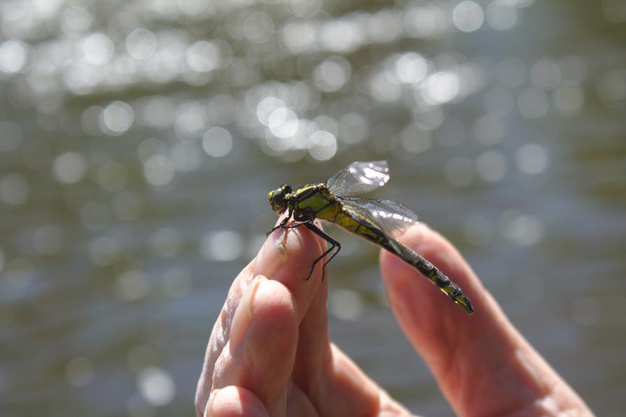 frisch geschlüpfte Libelle