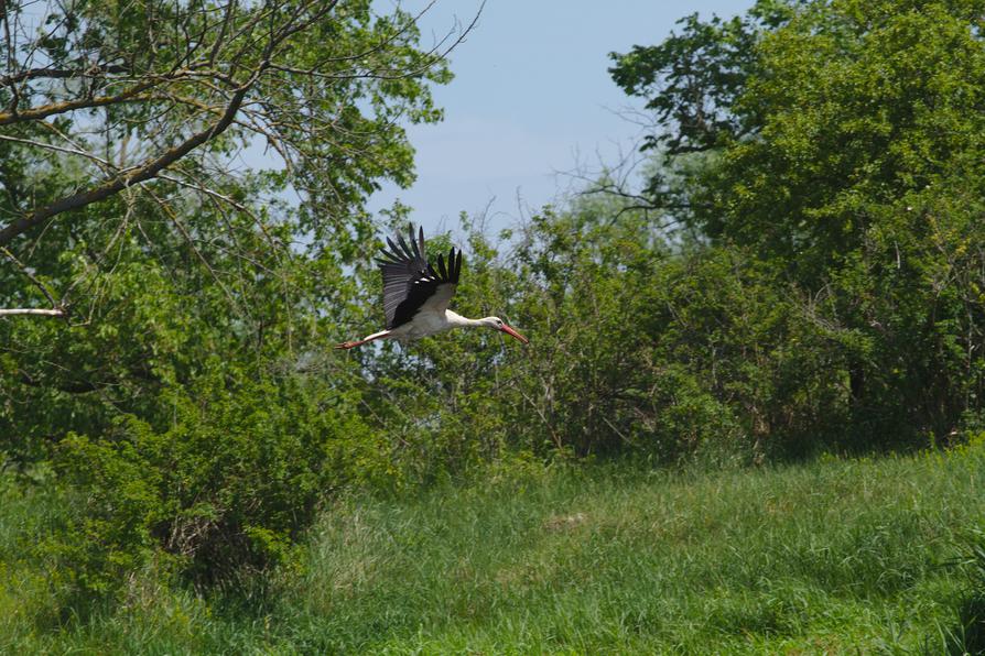 ein Weißstorch an der Oder