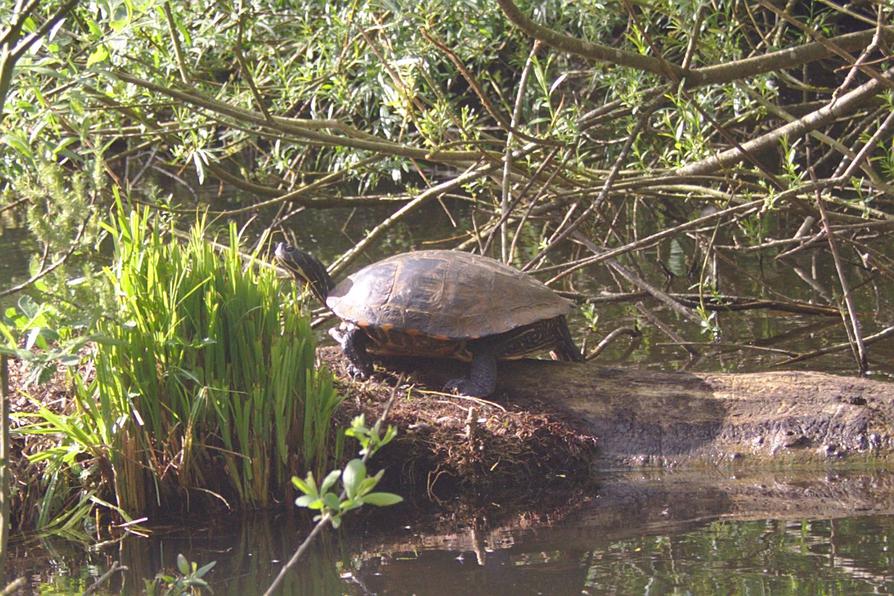 Schildkröte in der Abendsonne