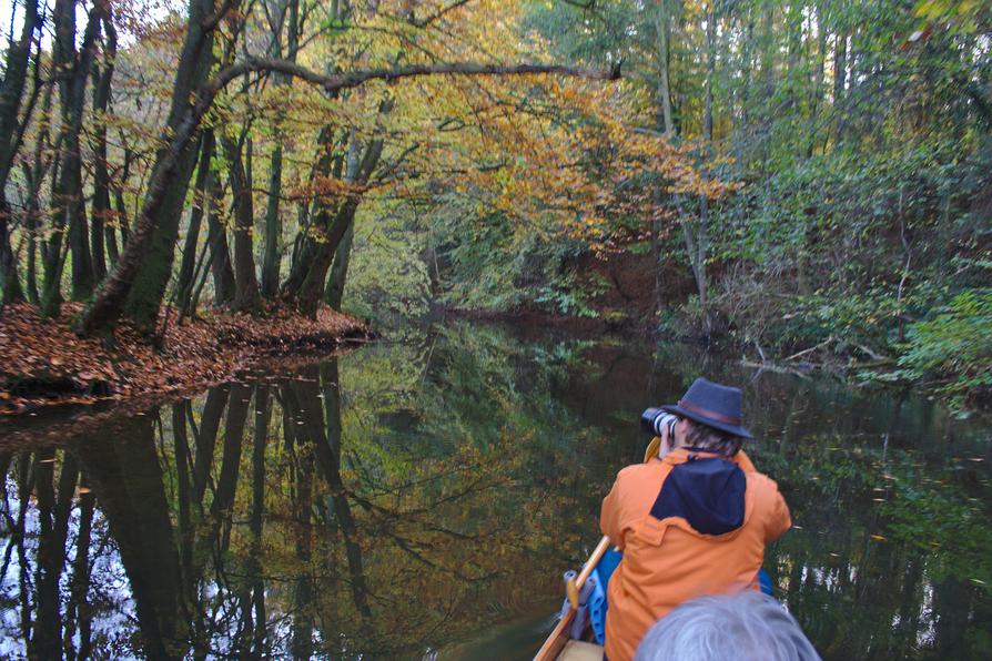 herbstliches Buchenlaub am Ufer