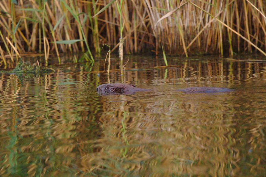 Biber in der Peene