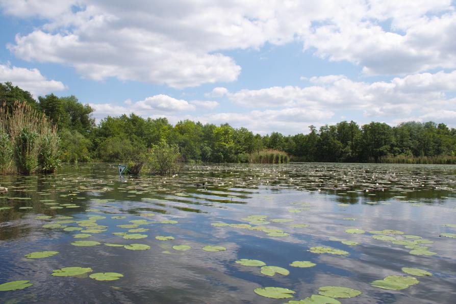 Naturschutzgebiet im Seddinsee bei Gosen