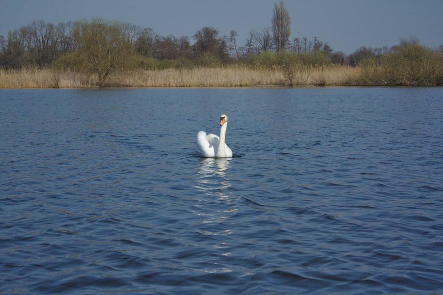 Höckerschwan auf dem Dieksee Höckerschwan auf dem Dieksee