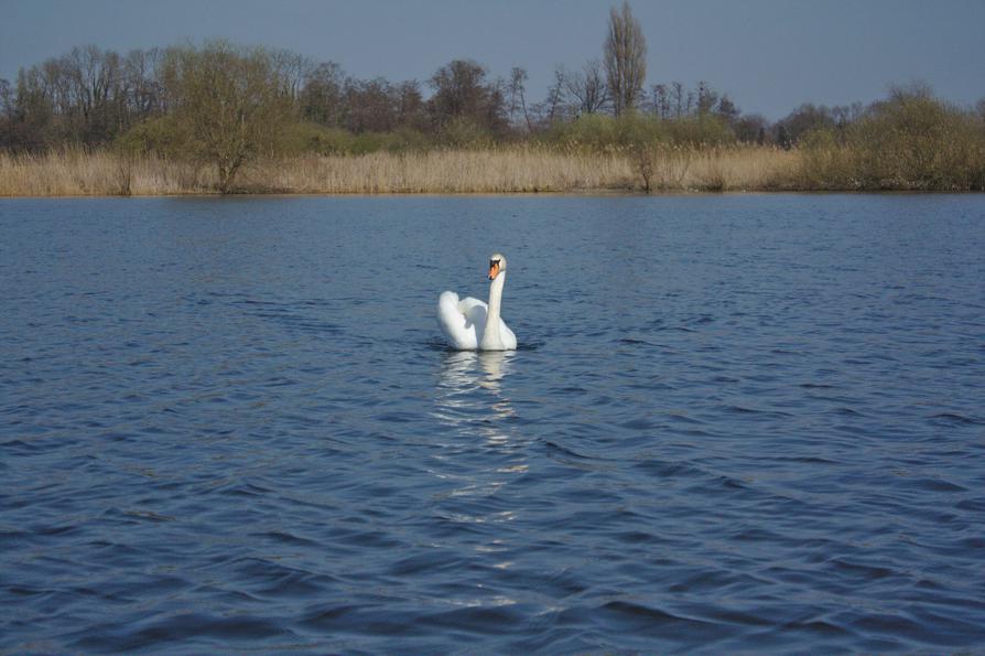 Höckerschwan auf dem Dieksee