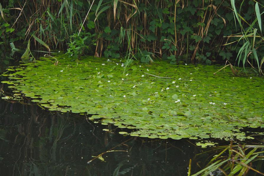 Blühender Froschbiss auf der Schwentine Blühender Froschbiss auf der Schwentine