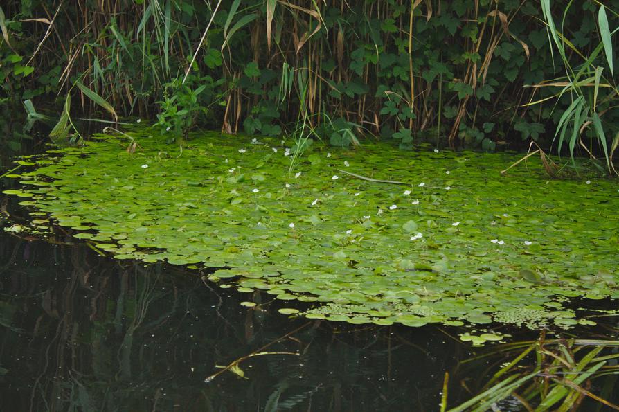 Blühender Froschbiss auf der Schwentine