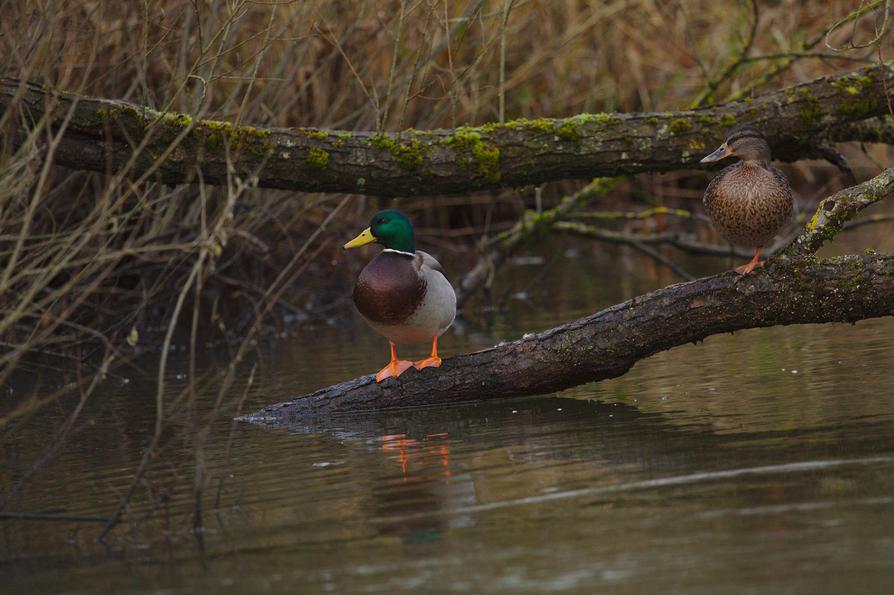 ein Pärchen Stockente ein Pärchen Stockente