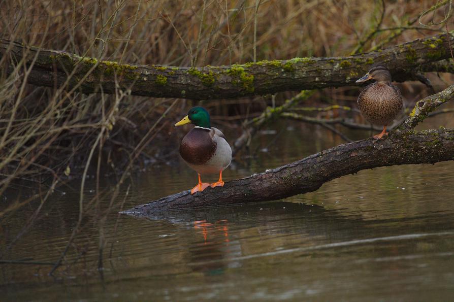 ein Pärchen Stockente