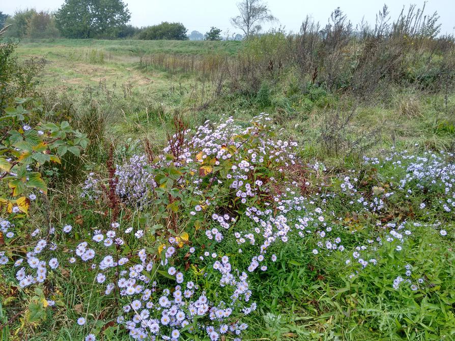 Herbstastern im Wilden Moor Osterrönfeld