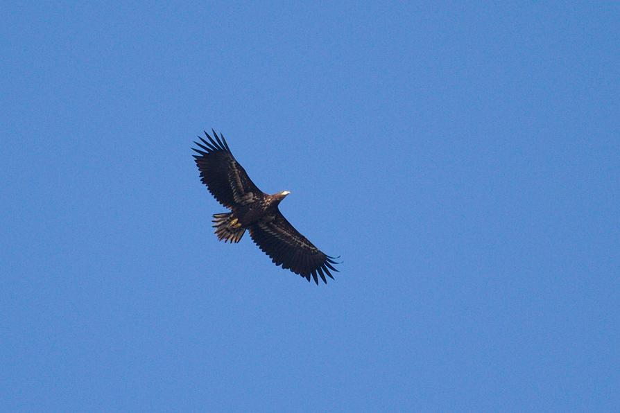 Seeadler im Trebeltal