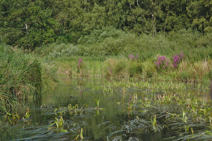 Blutweiderich am Ufer der Eider Blutweiderich am Ufer der Eider
