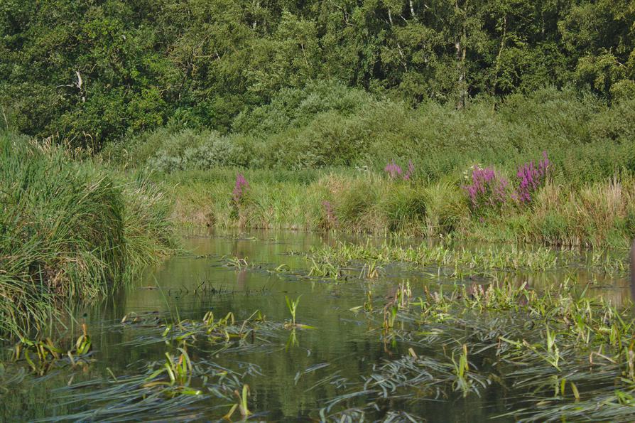 Blutweiderich am Ufer der Eider