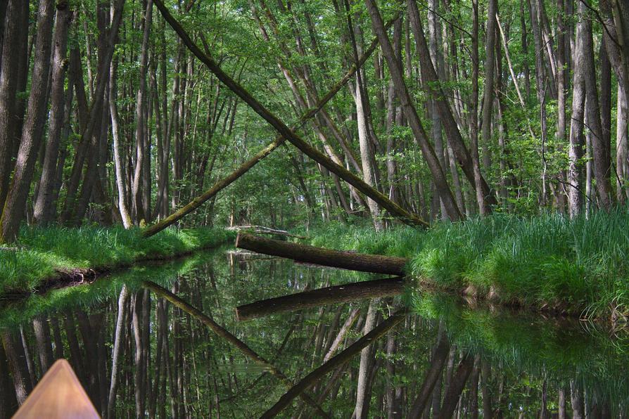 Erlen in der Schwaanhavel