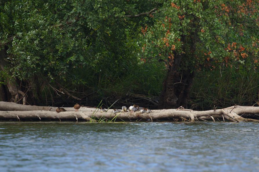 Gänsesäger an der Oder