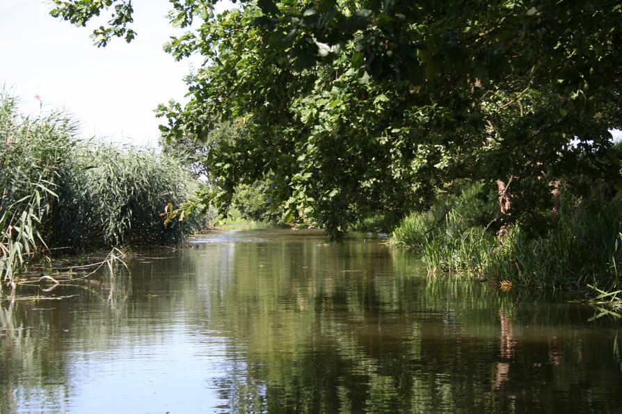 Eiche an der Alten Oder