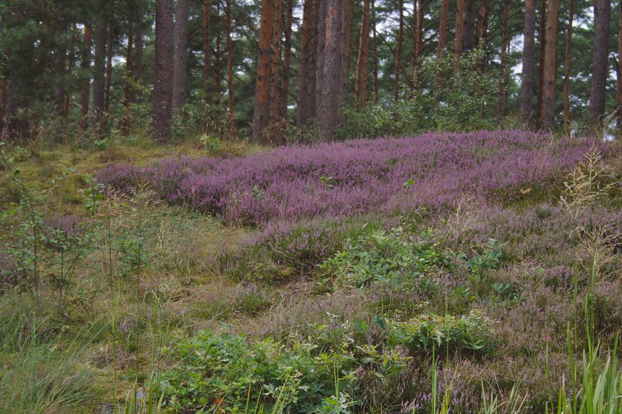 blühende Heide an der Müritz-Elde-Wasserstraße