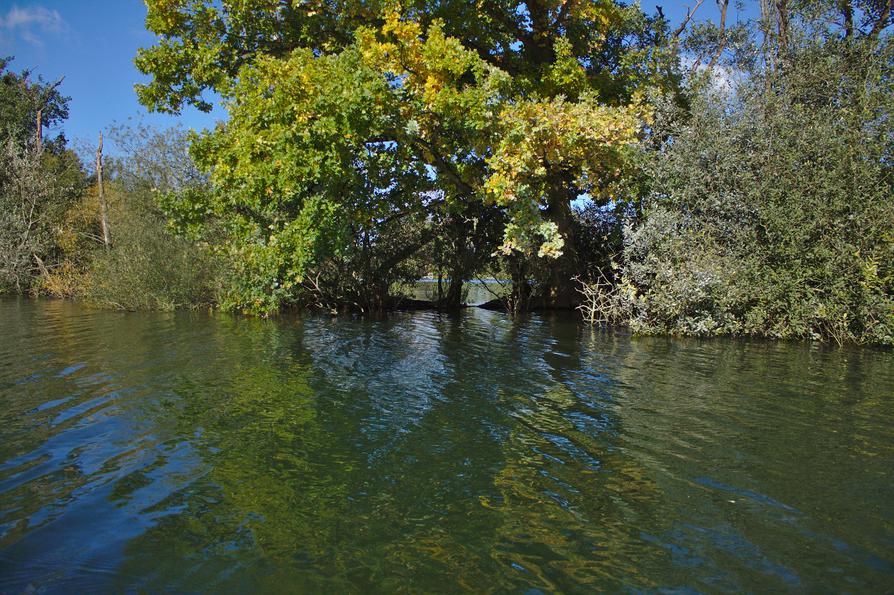 schönes Gehölz in der Schwentine