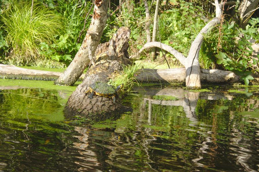 Schildkröte an der Schwentine