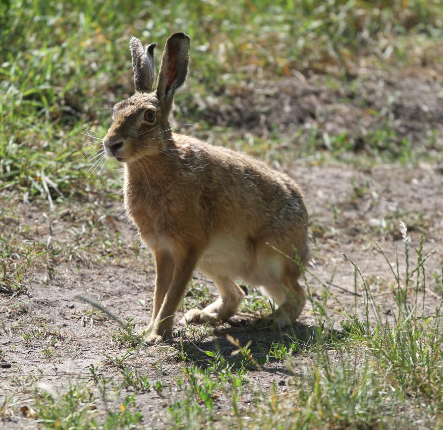 Hase am Weg