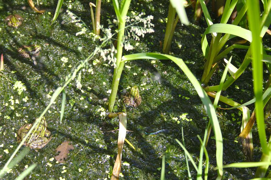 vier Wasserfrösche vier Wasserfrösche