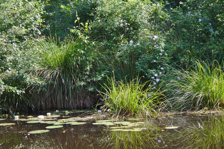 Röschen im Wasser und an Land