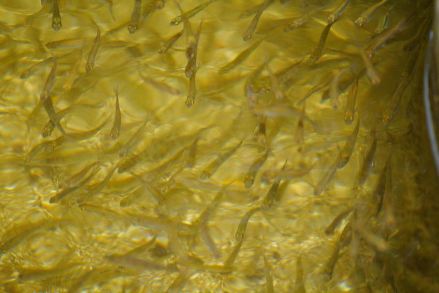 Fische in der Schwentine Fische in der Schwentine