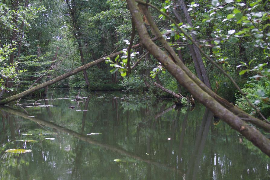 zwischen Kleinem und Großem Mechowsee