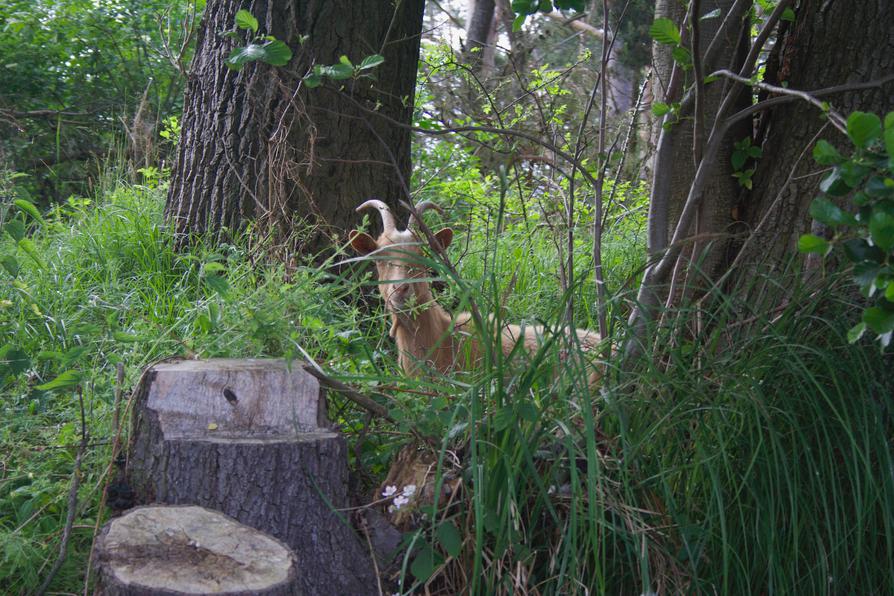 Wald - Ziege an der Müggelspree