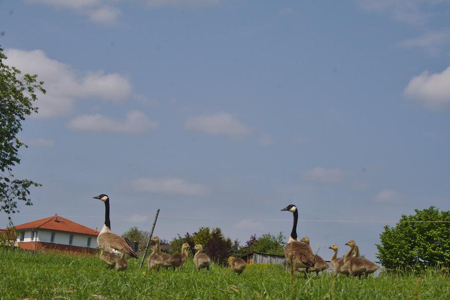 Kanadagänse an der Stör bei Willenscharen Kanadagänse an der Stör bei Willenscharen