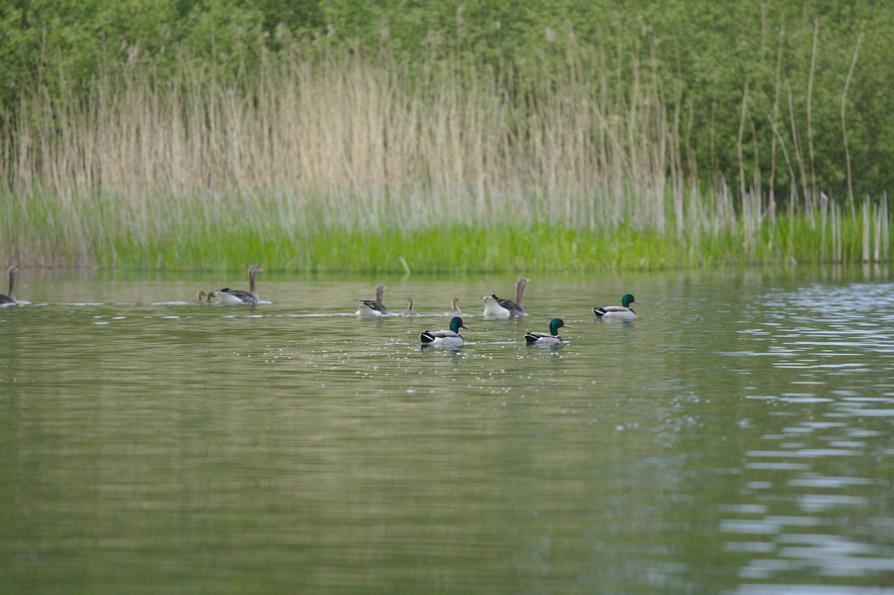 Graugans-Familie