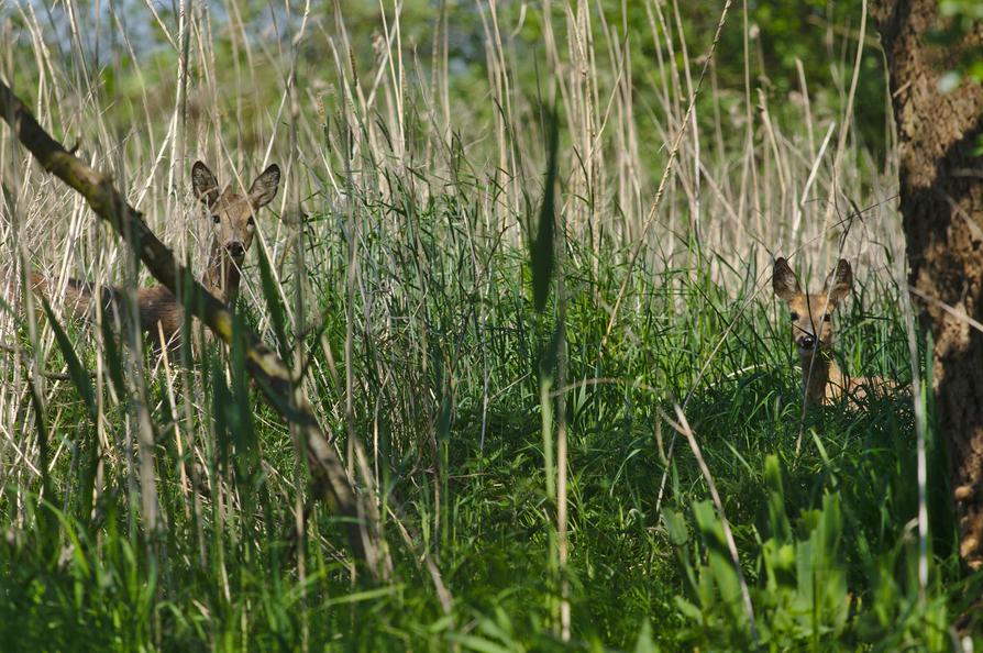 zwei Rehe am Warnowufer