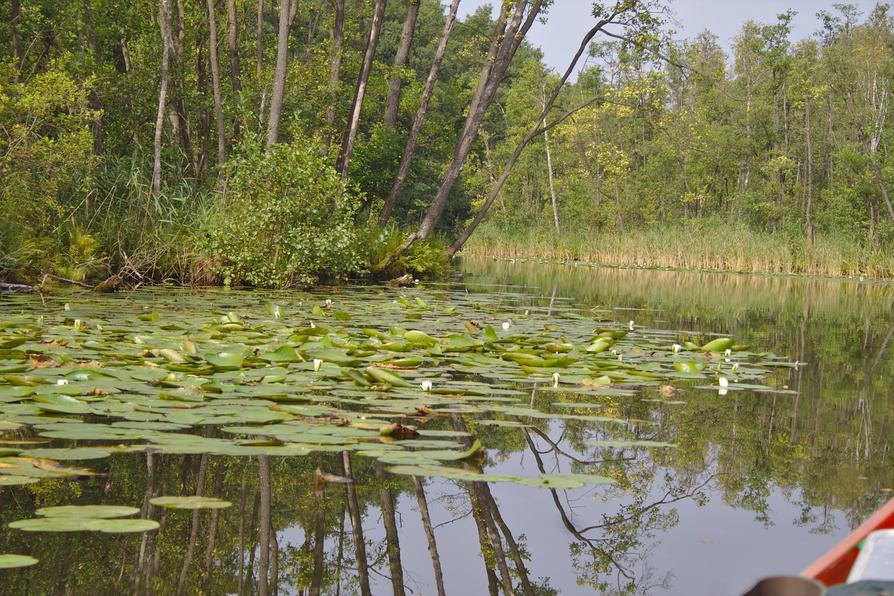 in der Drosedower Bek