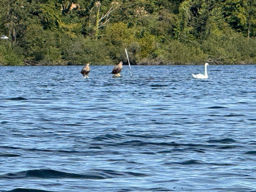 zwei Seeadler auf dem Kleinen Plöner See zwei Seeadler auf dem Kleinen Plöner See
