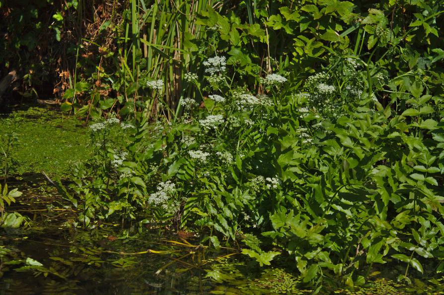 der Aufrechte Merk mit Blüten der Aufrechte Merk mit Blüten