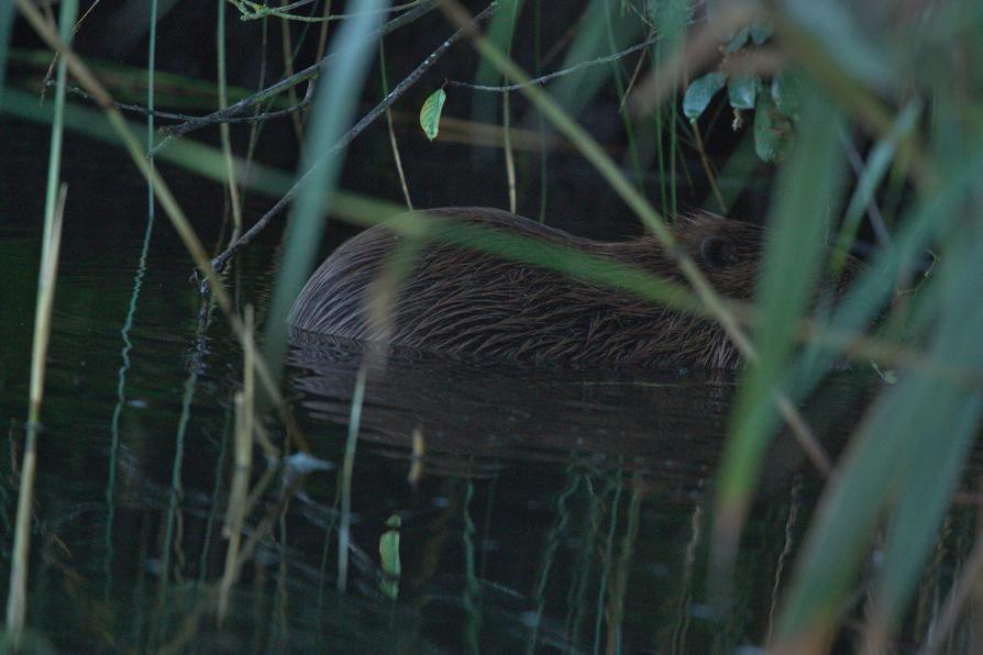 Biber am Ufer der Peene