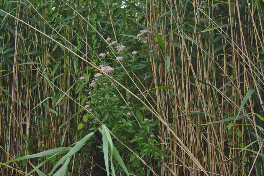 Wasserdost an der Schwentine Wasserdost an der Schwentine