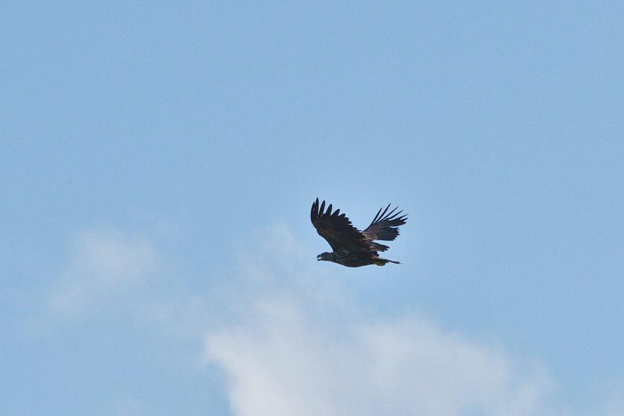 Seeadler Männchen Seeadler Männchen