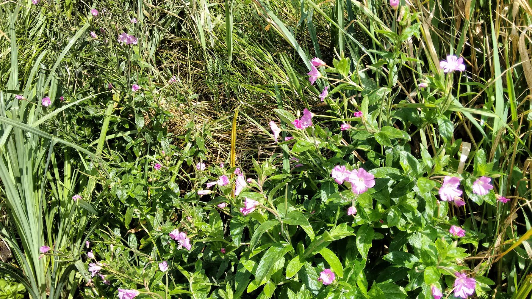 Eider in Kiel im August | Kanu & Natur